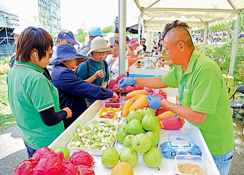 澳门精准资料水果奶奶,澳门精准资料与水果奶奶的故事